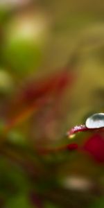 Drops,Macro,Streaks,Leaves,Form,Stripes,Edge