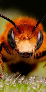 Drops,Macro,Surface,Insect,Bee,Eyes