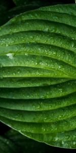 Drops,Macro,Surface,Leaf,Sheet