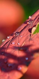 Drops,Macro,Surface,Feuille