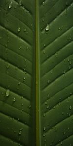 Drops,Macro,Wet,Close Up,Leaflet,Veins