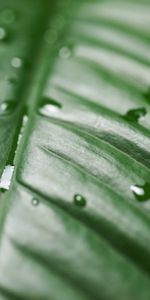 Drops,Macro,Wet,Surface,Leaflet