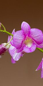 Drops,Petals,Orchid,Flowers,Flower