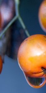 Drops,Baies,Planter,Branche,Plante,Macro,Baie