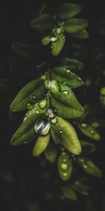 Plante,Planter,Feuilles,Macro,Branche,Drops