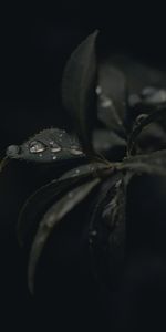 Drops,Plant,Macro,Dew,Leaves,Dark