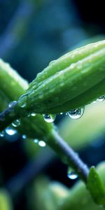 Drops,Plant,Macro,Flower