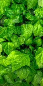 Plante,Planter,Lierre,Feuilles,Drops,Macro