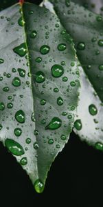 Drops,Macro,Sábana,Hoja,Planta