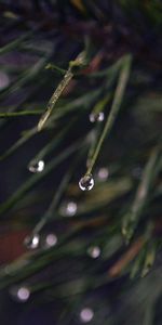 Drops,Plant,Macro,Moisture,Dark