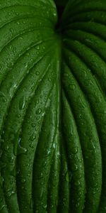 Drops,Plante,Planter,Macro,Feuille