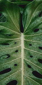 Drops,Plant,Macro,Sheet,Leaf,Moisture