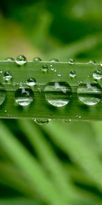 Drops,Plant,Macro,Sheet,Leaf,Wet