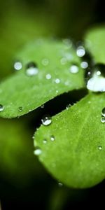 Drops,Plante,Planter,Feuille,Macro,Forme,Rosée,La Forme