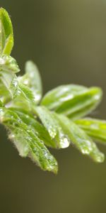 Plantes,Drops