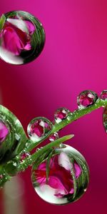 Drops,Plantes