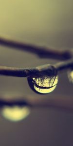 Branches,Drops,Réflexion,Rosée,Macro