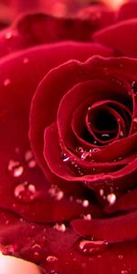 Macro,Bourgeon,Drops,Rosée,Une Rose,Rose