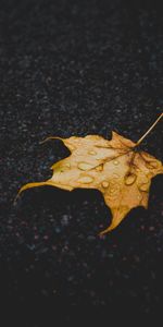 Drops,Sheet,Leaf,Dry,Fallen,Maple,Dark