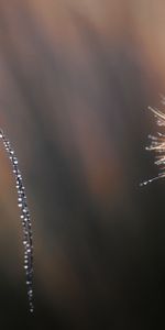 Drops,Shine,Dew,Dandelion,Grasshopper,Light,Macro