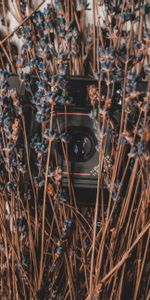 Dry,Camera,Flowers,Lavender