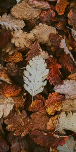 Dry,Fallen,Nature,Leaves,Foliage,Autumn