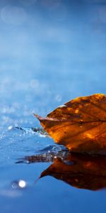 Dry,Fallen,Sheet,Leaf,Macro,Water,Autumn,Liquid