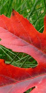 Dry,Fallen,Sheet,Leaf,Nature,Autumn,Maple