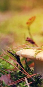 Dry,Grass,Autumn,Macro,Mushroom