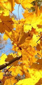 Dry,Nature,Branch,Maple,Leaves