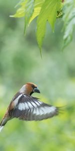 Dubonos,Animals,Feather,Wings,Bird