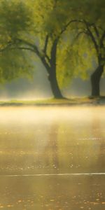 Amanecer,Lago,Pato,Parque,Estanque,Naturaleza,El Parque