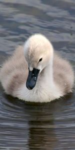 Duckling,Animals,Water,Beak,Funny