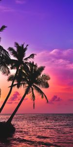 Dusk,Nature,Twilight,Sunset,Palms,Tropics,Dark,Sea