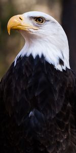 Eagle,Animals,Bird,Predator,Bald Eagle,White Headed Eagle,Feather,Beak