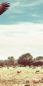 Eagle,Animals,Sky,Field,Flight