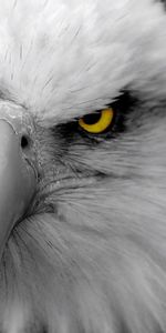 Eagle,Bird,Beak,Predator,Animals