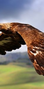 Eagle,Flight,Sweep,Wings,Wave,Bird,Animals,Predator