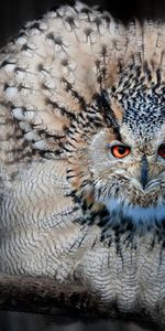 Eagle Owl,Feather,Bird,Predator,Animals,Owl