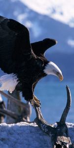 Eagle,Predators,Sweep,Flight,Wave,Animals,Birds