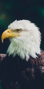 Eagle,Sight,Opinion,Wildlife,Predator,Animals,Bird