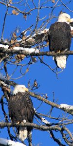 Eagles,Animals,Birds