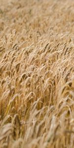 Ears,Dry,Spikes,Field,Nature,Wheat