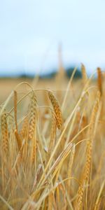 Ears,Dry,Spikes,Plant,Field,Nature,Wheat