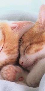 Ears,Sleep,Paws,Blanket,Are Sleeping,Animals,Dream,Kittens