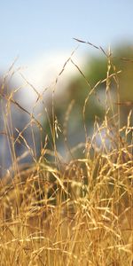 Ears,Spikes,Cereals,Rye,Nature,Field,Harvest