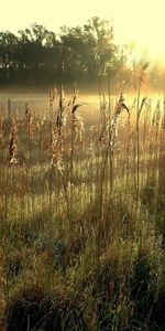 Oreilles,Chaussures À Pointes,Domaine,Nature,Champ,Aube