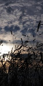 Oreilles,Chaussures À Pointes,Herbe,Nature,Sombre