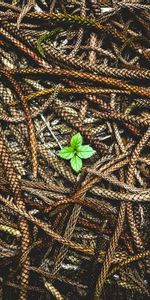 Nature,Plante,Planter,Oreilles,Chaussures À Pointes,Des Graines,Graines,Feuilles