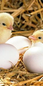 Eggs,Chick,Chicken,Hay,Animals,Hatch,Shell